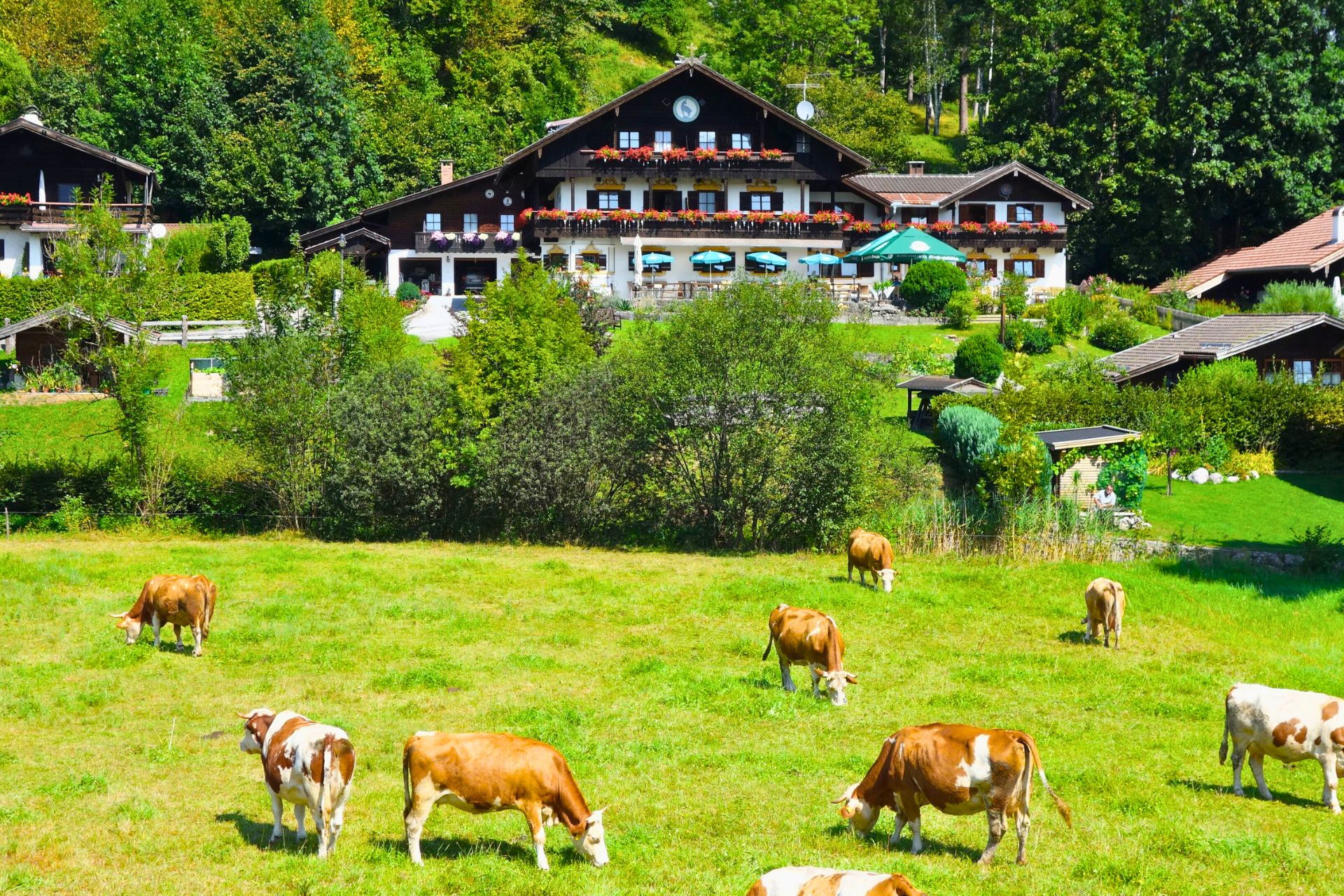 bauernhof-kaisergebirge-kiefersfelden-ausflug-ferienwohnung Ferienwohnung Kiefersfelden Alm mit Rindern